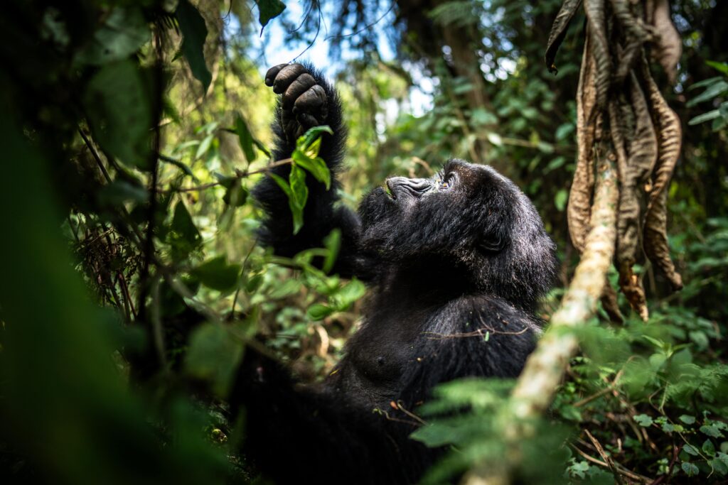 Gorilla-trekking-and-Lake-Kivu