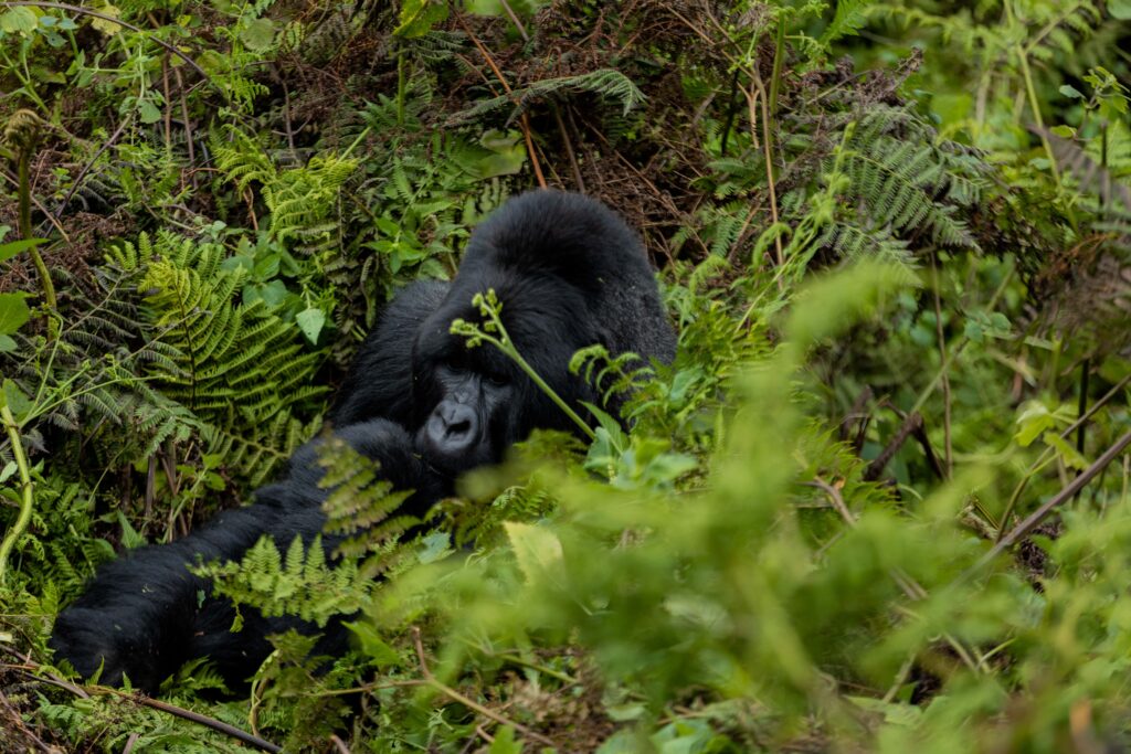 Kahuzi-Biega-gorilla-trekking-tour