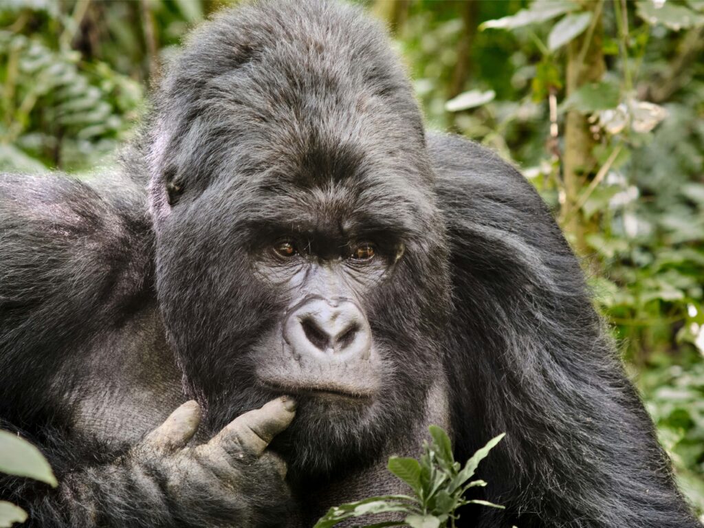 Kahuzi-Biega-gorillas
