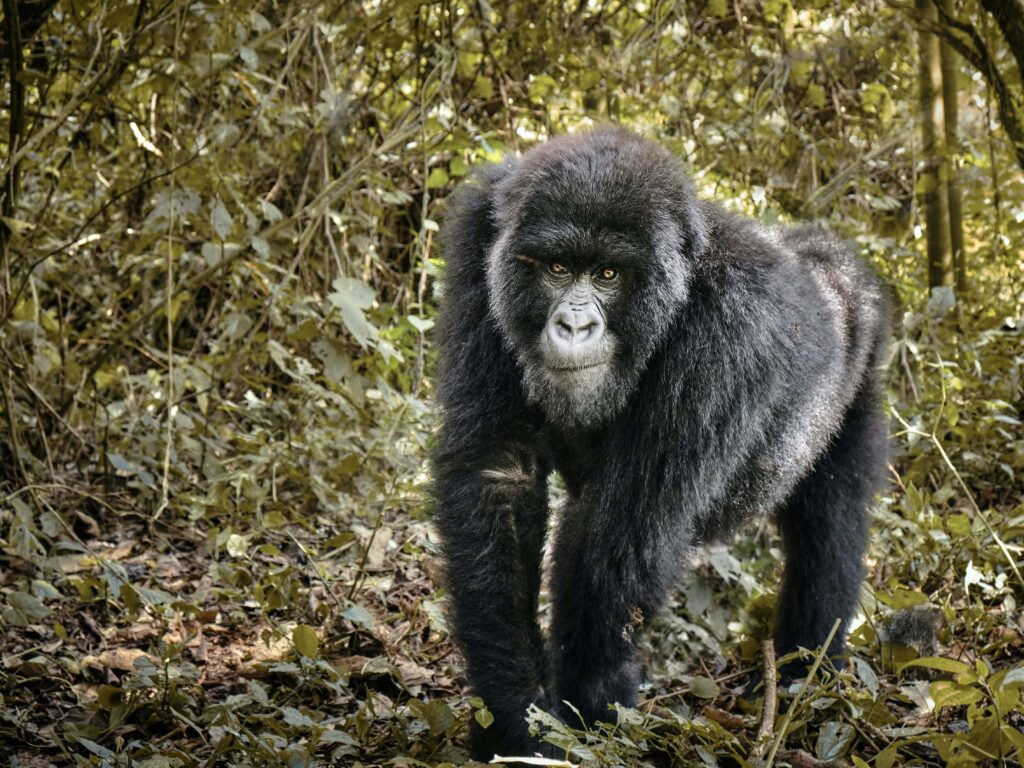 gorilla-trekking-in-Kahuzi-Biega