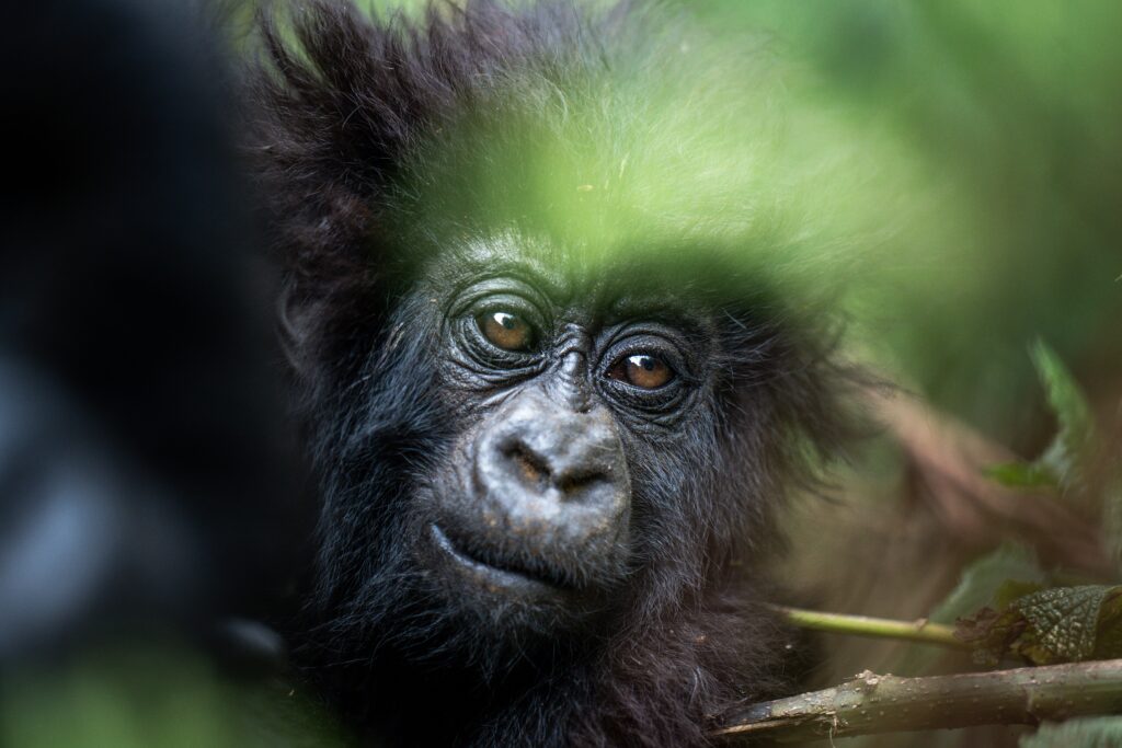 rwanda-business-partnerships