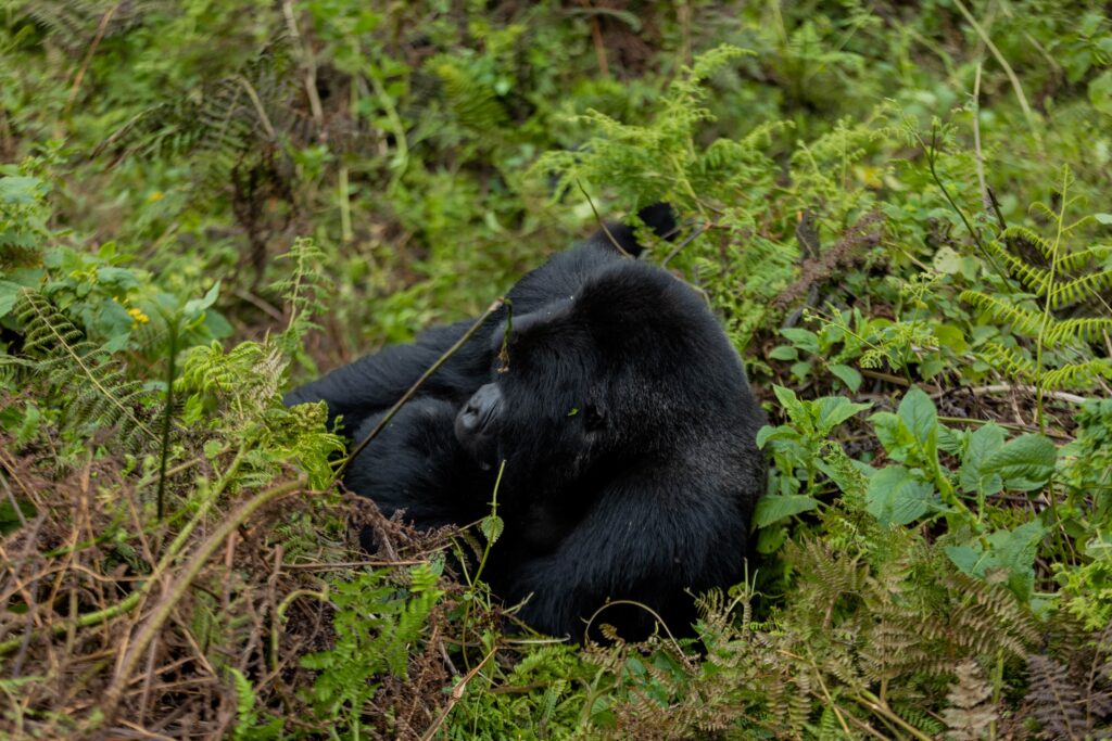 Dian-fossey-center-gorilla-tour-amahoro-tours