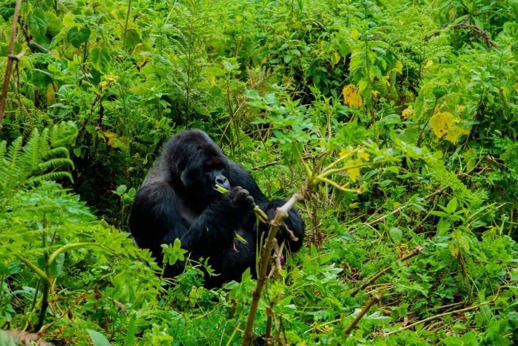Ellen-DeGeneres-Campus-of-the-Dian-Fossey-Gorilla-Fund-Tours