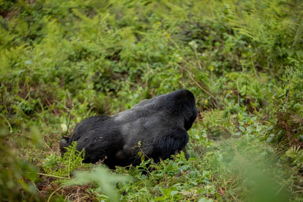 after-gorilla-stay-red-rocks-rwanda