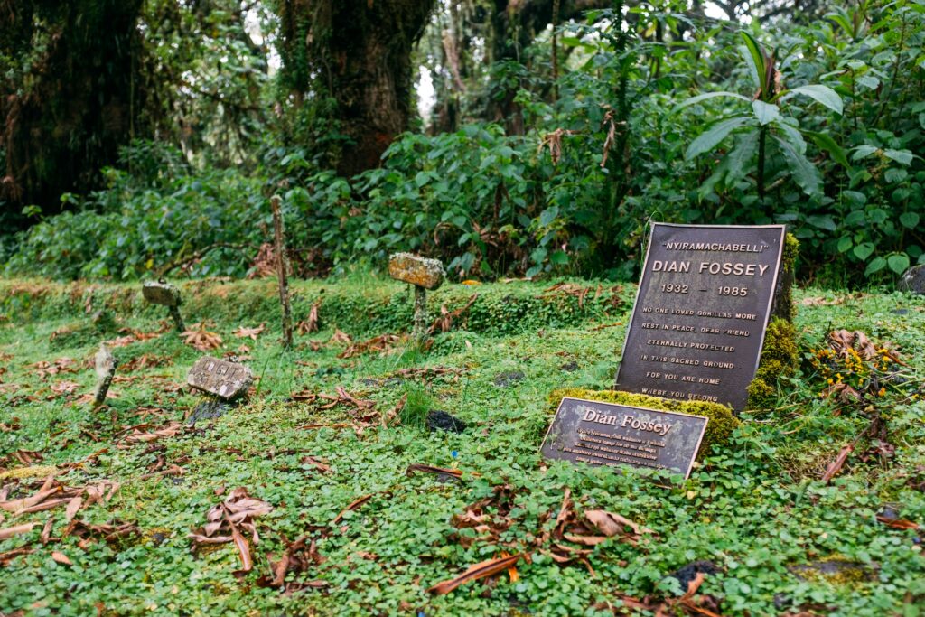Ellen-DeGeneres-Campus-of-the-Dian-Fossey-Gorilla-fund-Tour