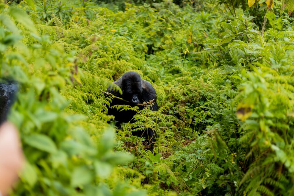 gorilla-tours-with-Amahoro-Tours