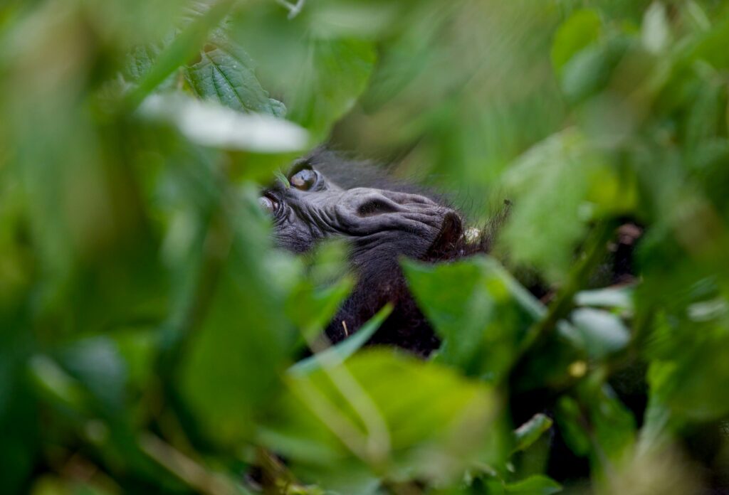 gorilla-tracking-near-Kibuye