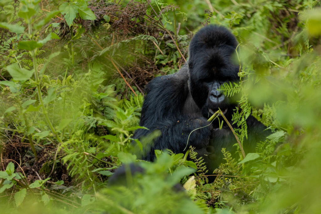 immersive-cultural-experience-in-rwanda