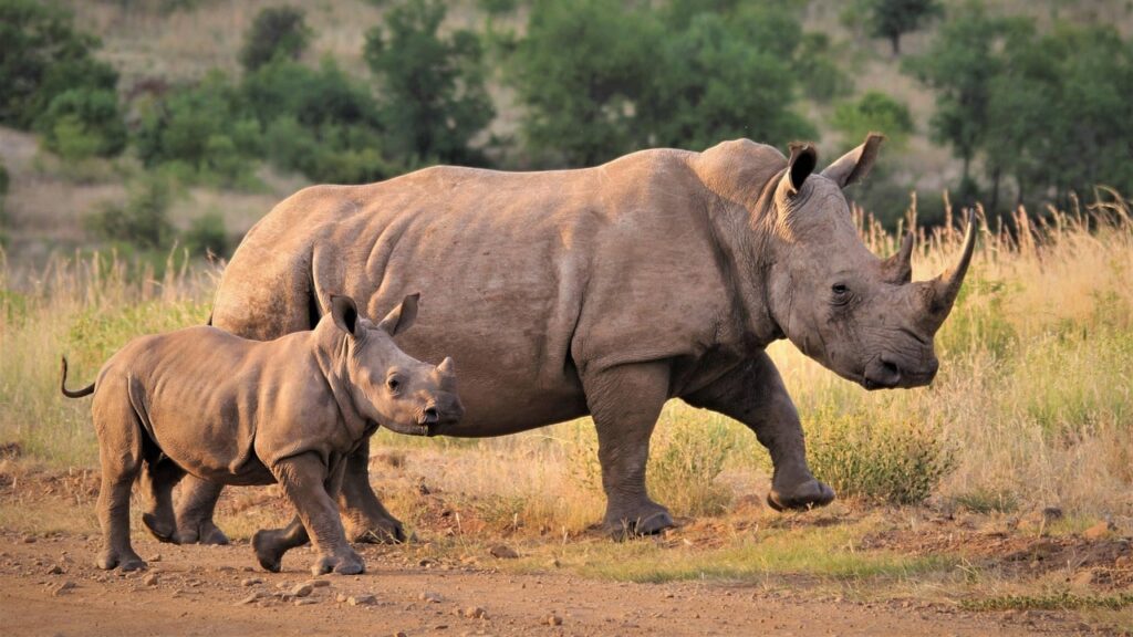 Rhino-in-Rwanda