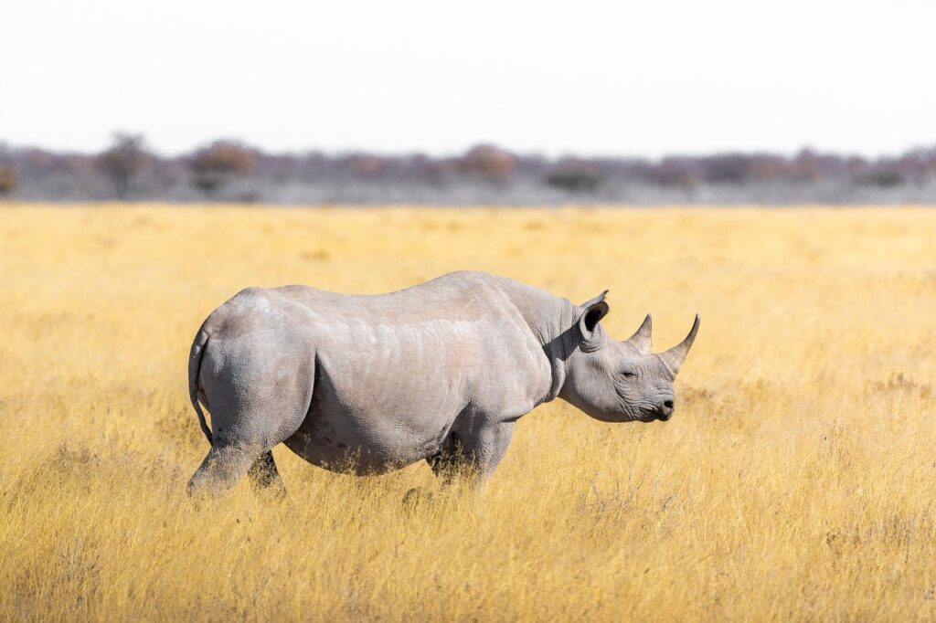 Rwanda-Rhino-Tours