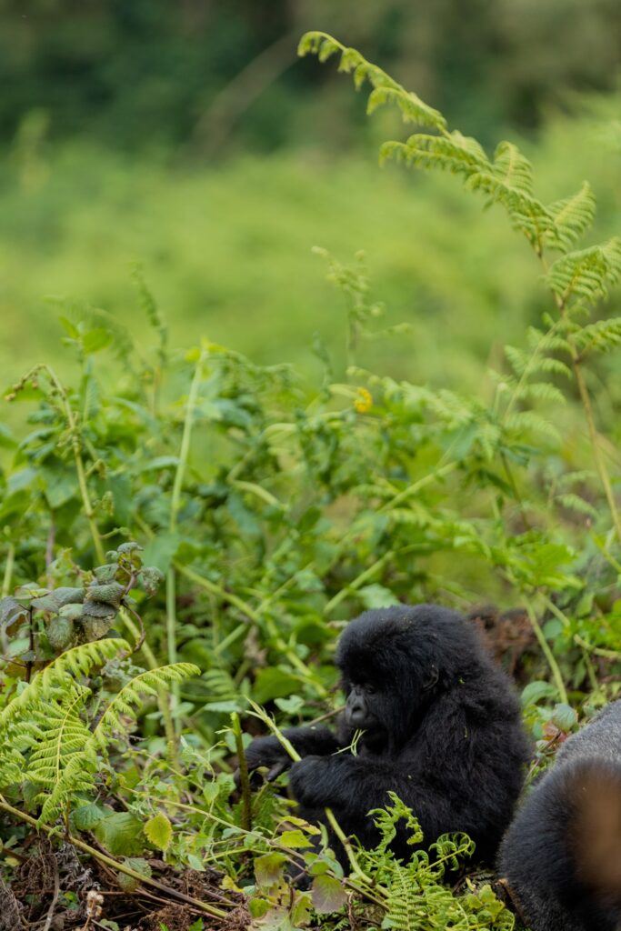 gorilla-storytelling