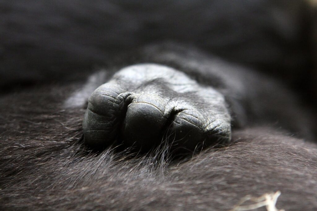 gorilla-trekking-for-seniors