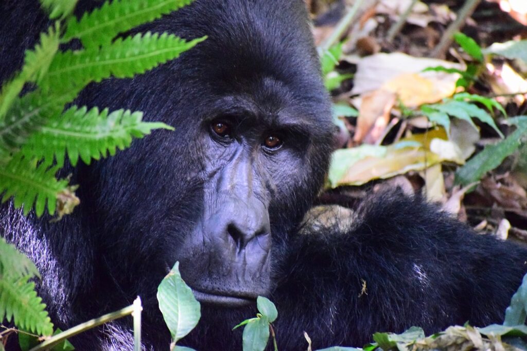 gorilla-treks-for-seniors-rwanda