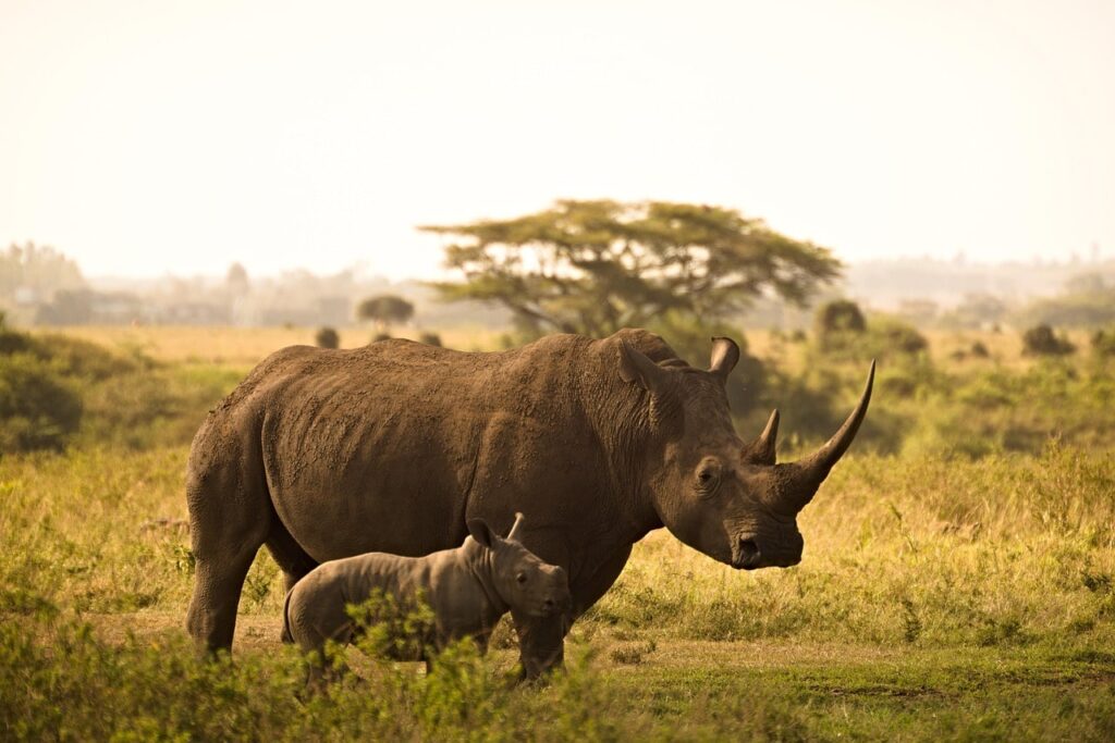 where-to-find-rhinos-in-the-world
