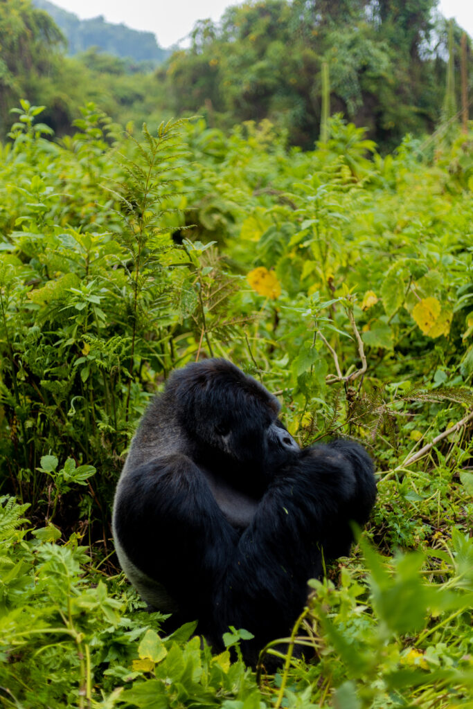 rwanda-gorilla-trekking-january-2026