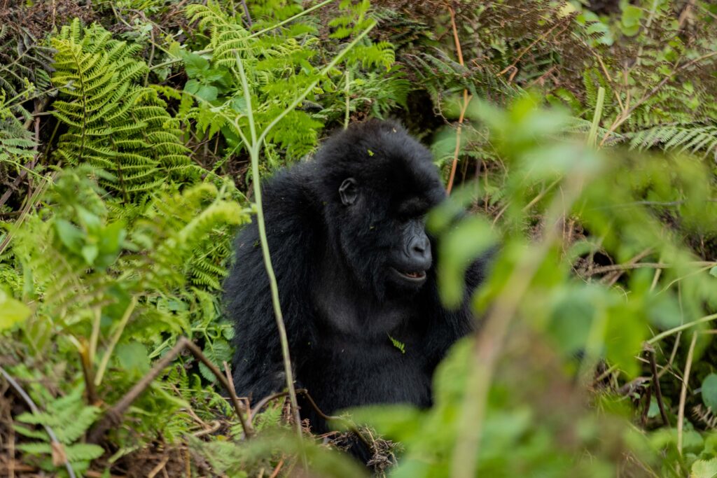 is-rwanda-a-good-place-to-visit-in-january