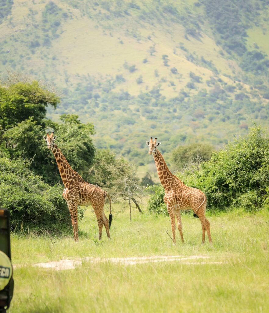 safari-tours-for-russians