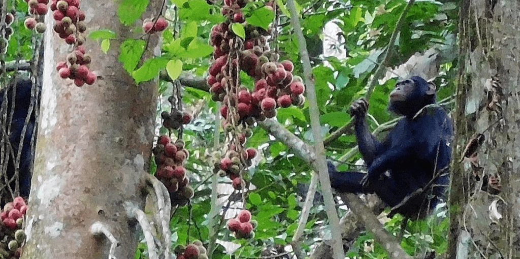 where-to-find-chimpanzees-in-Africa