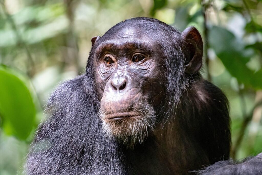 where-to-find-chimps-in-Africa