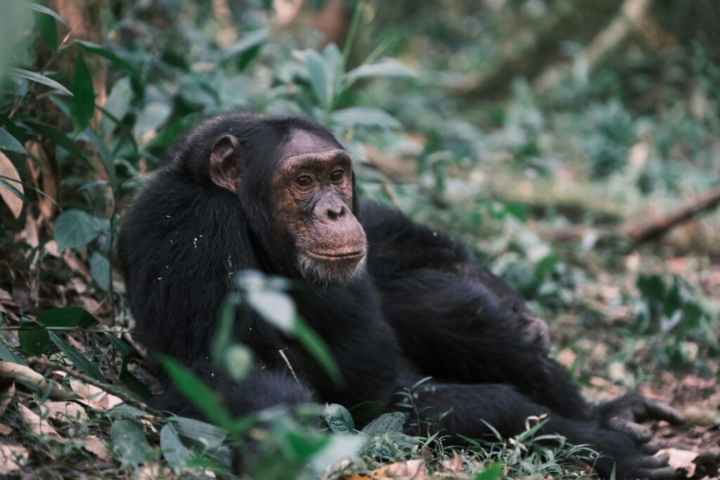 where-to-find-the-best-chimpanzee-trekking-tour
