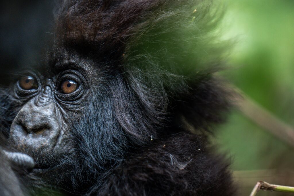 Netherlands-to-Rwanda-for-gorilla-trekking