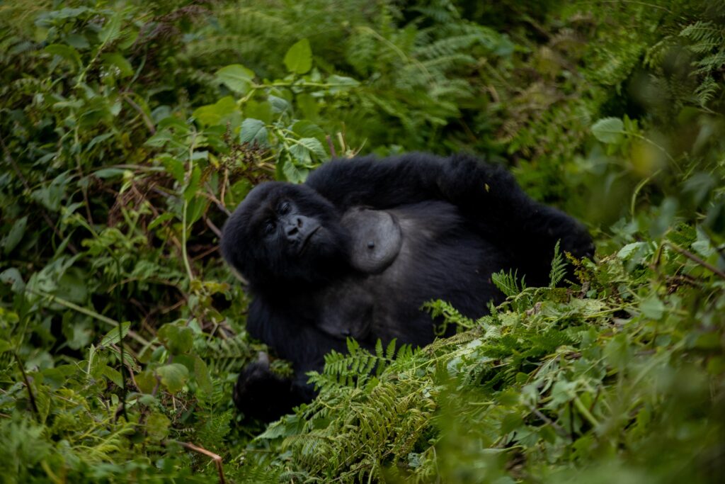 gorilla-tracking-from-Sweden