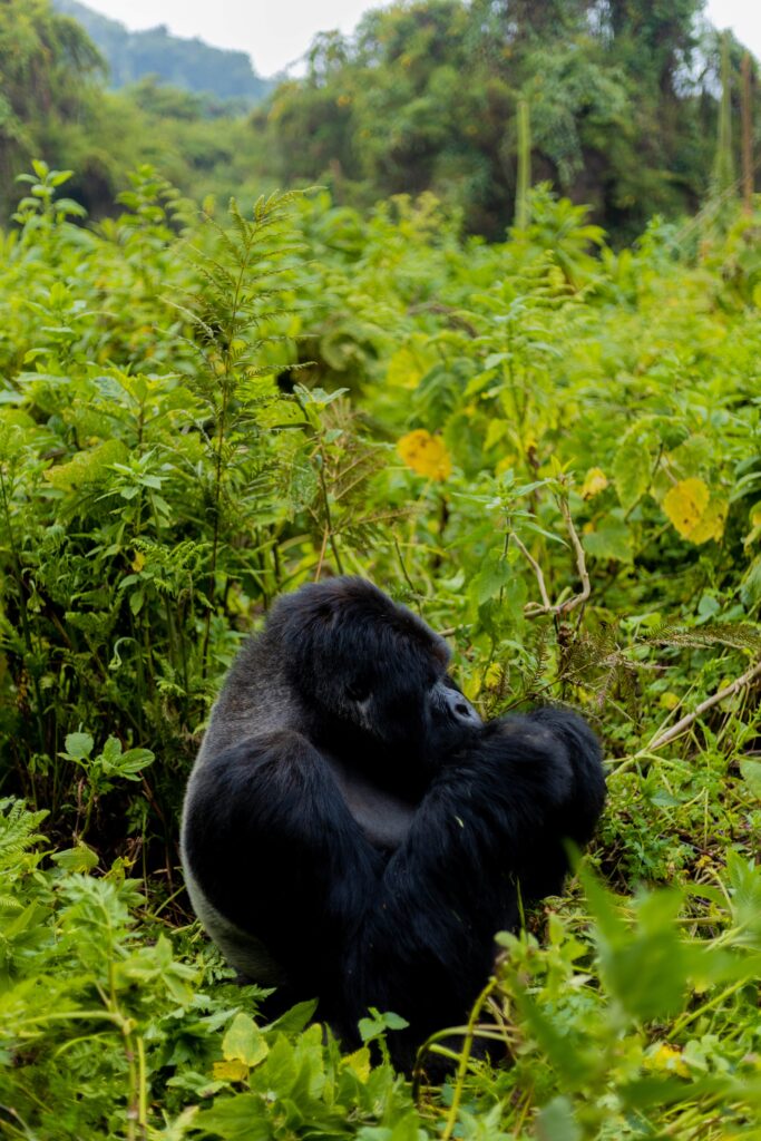 visiting-Rwanda-from-Sweden