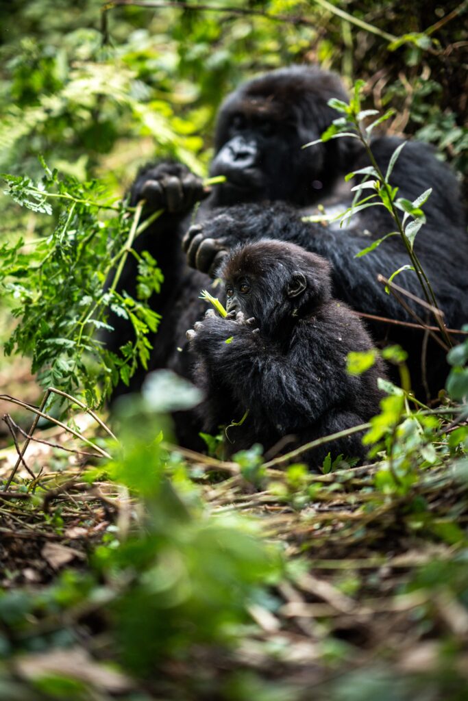 Rwanda-gorilla-treks-2026