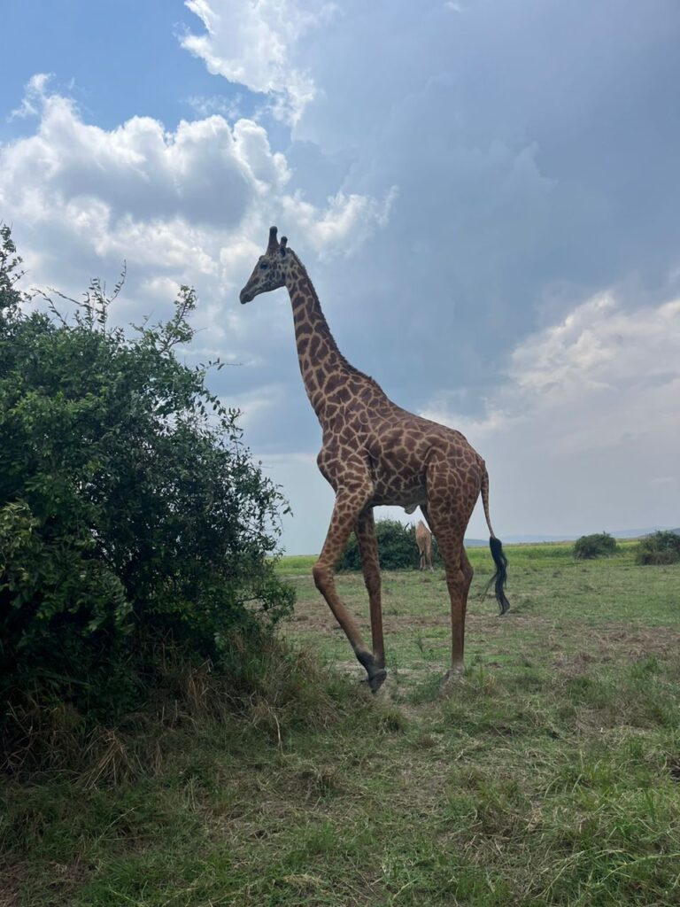 akagera-national-park-tours-2026
