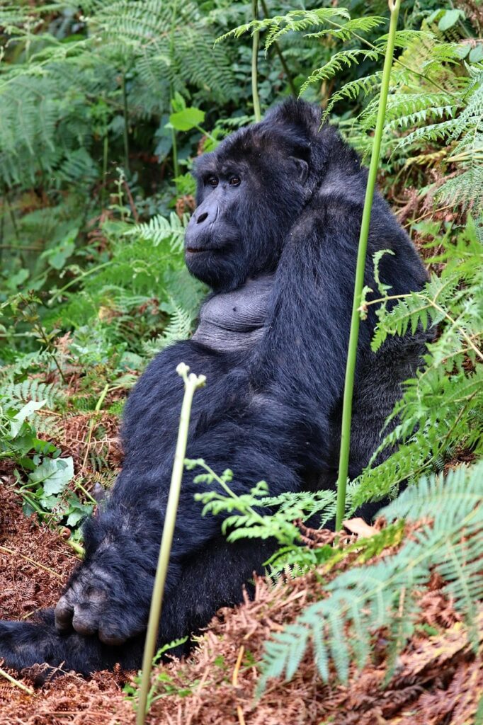 austrian-gorilla-trekking-packages