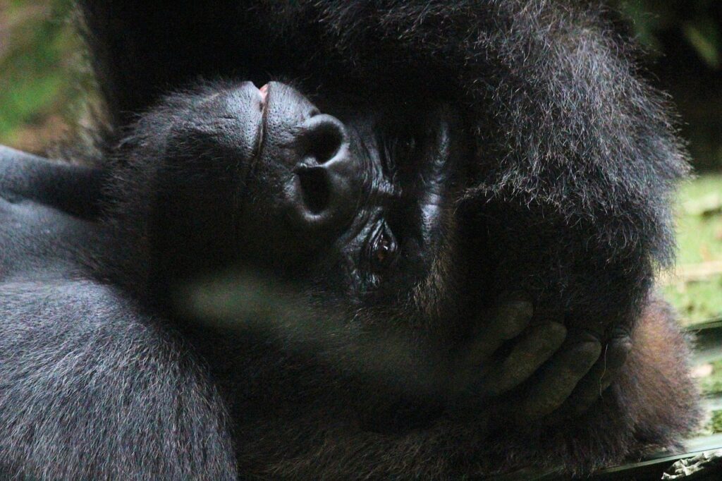 gorilla-trekking-for-Austrians