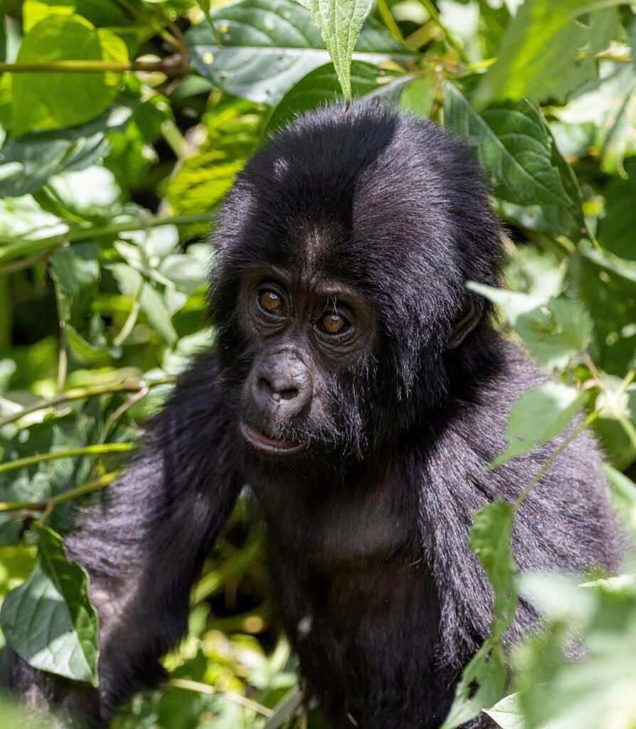 gorilla-trekking-packages-for-austrians