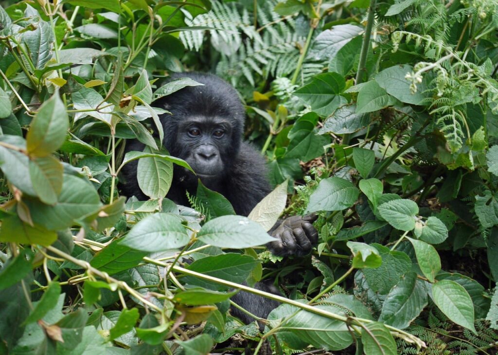 gorilla-treks-for-Austrians