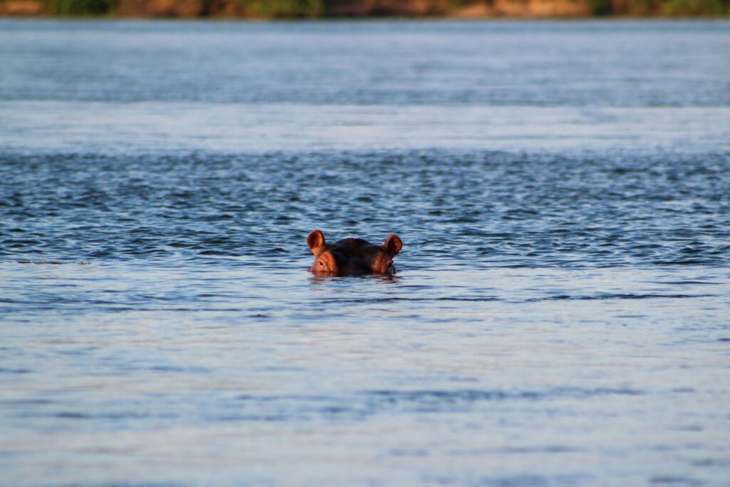 lake-ihema-animals