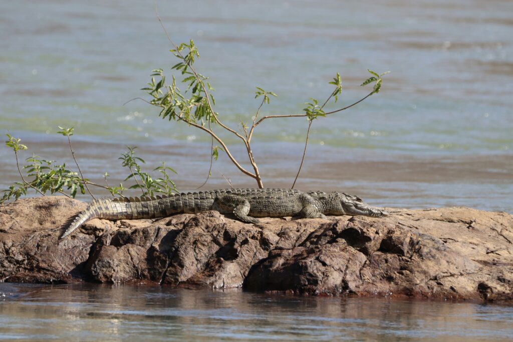 lake-ihema-tours-akagera-national-park