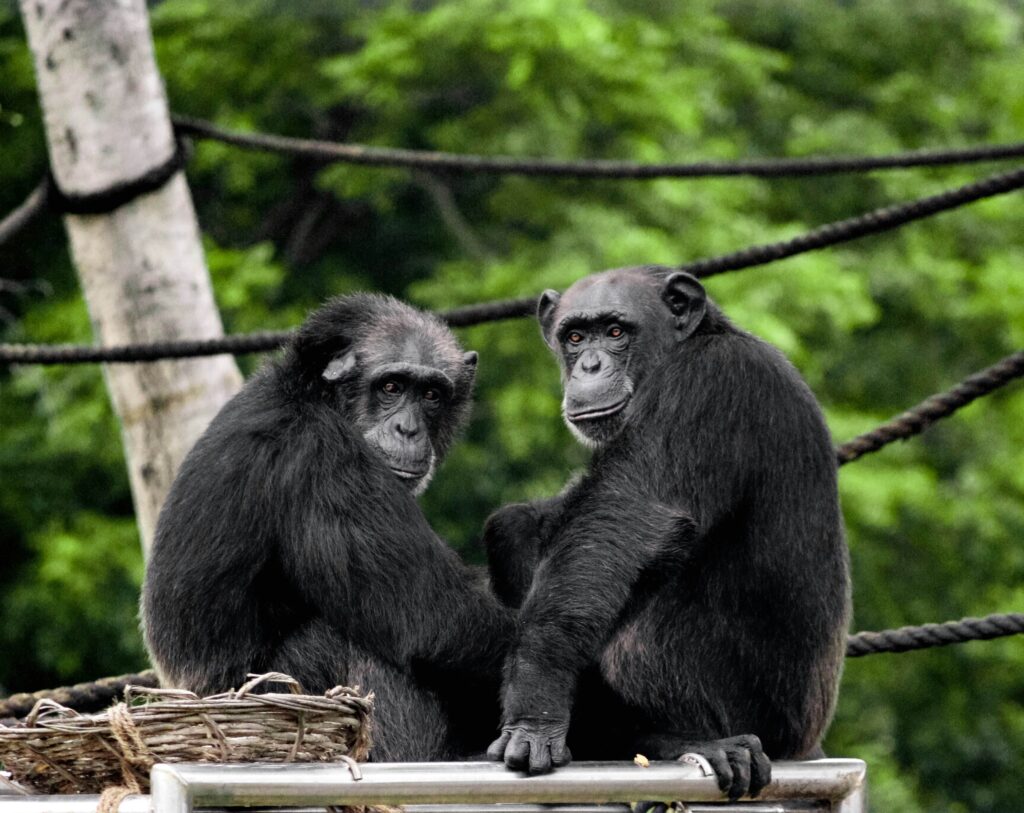 lwiro-primate-rehabilitation-tour