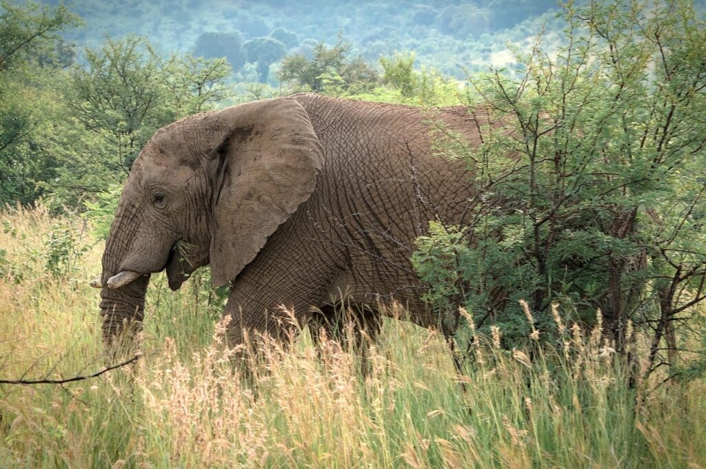 Elephants-in-Rwanda