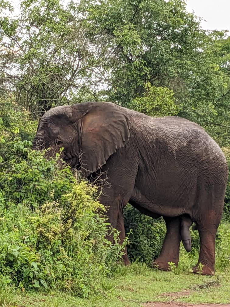 Rwanda-elephant-safari