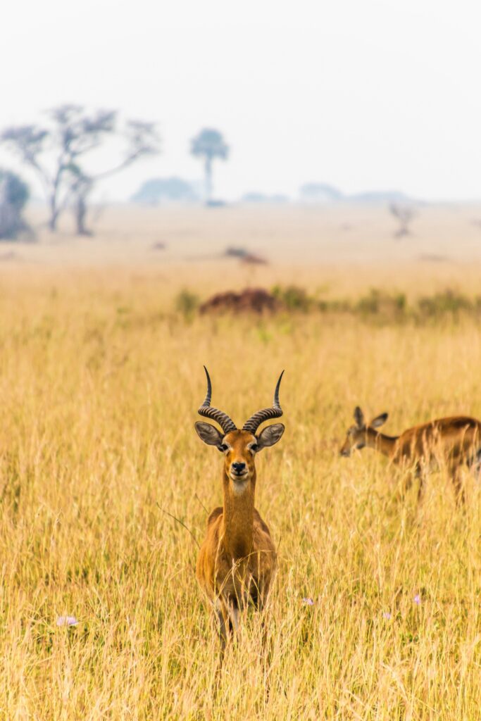 Uganda-10-days-tour-9-nights