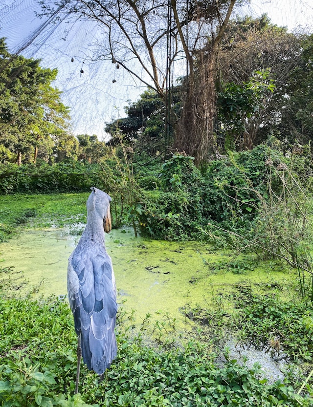 bigodi-swamp-walking-in-Uganda