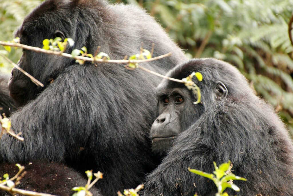 bwindi-versus-mgahinga-gorillas