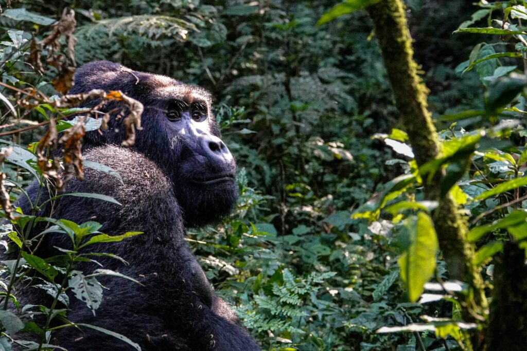 bwndi-gorillas-vs-mgahinga-gorillas