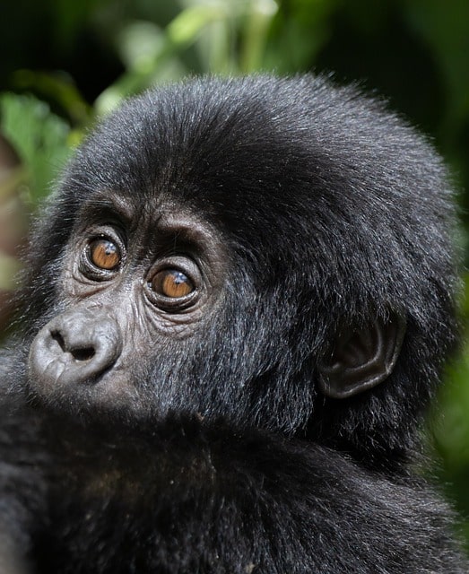 comparing-bwindi-mgahinga