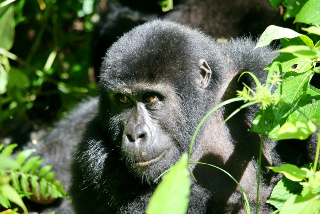 bwindi-gorilla-mgahinga-gorilla
