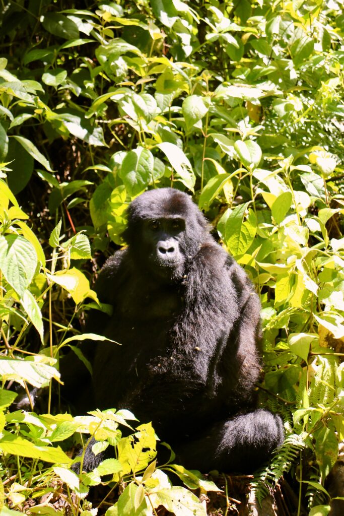 mgahinga-versus-bwindi