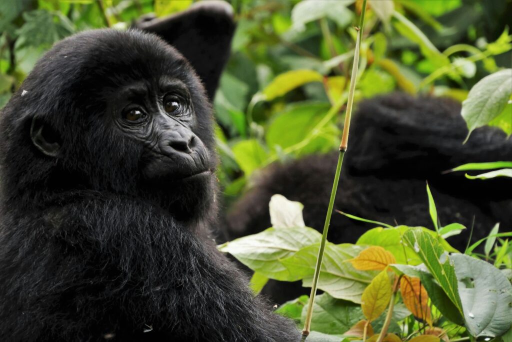 uganda-tours-10-days-amahoro-tours