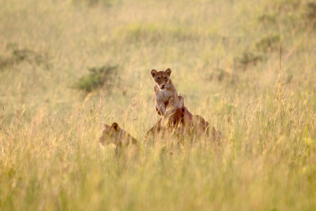 Murchison-falls-day-tour