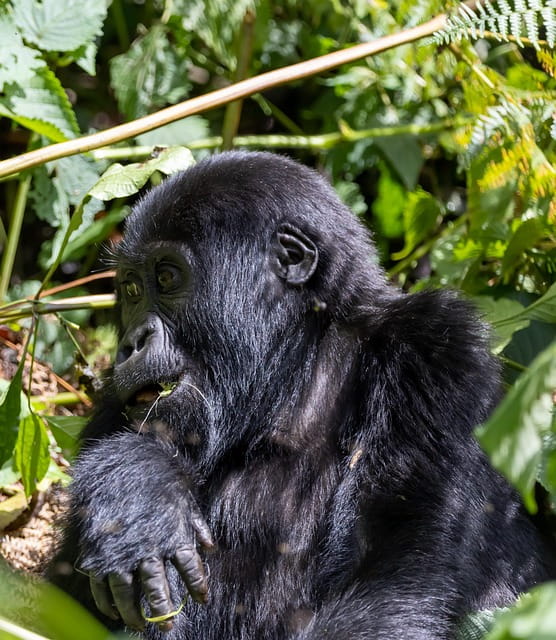 congo-rainforest-gorilla-trekking