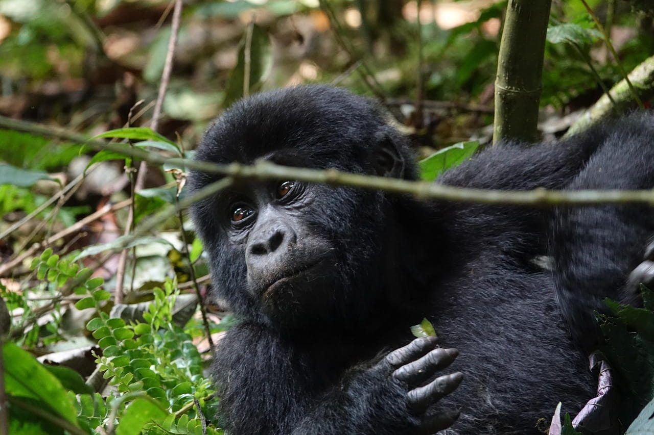 rainforest-congo-gorilla-tours