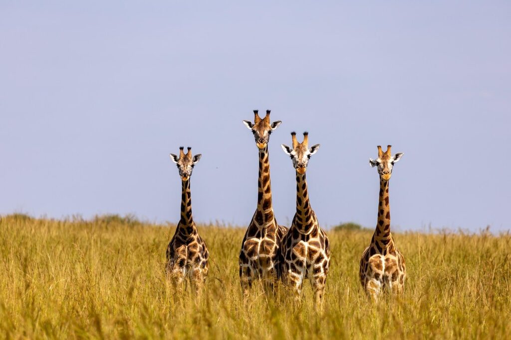 safari-in-murchison-falls-national-park